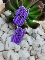 Hanging with my Peeps Brick Stitch Earrings
